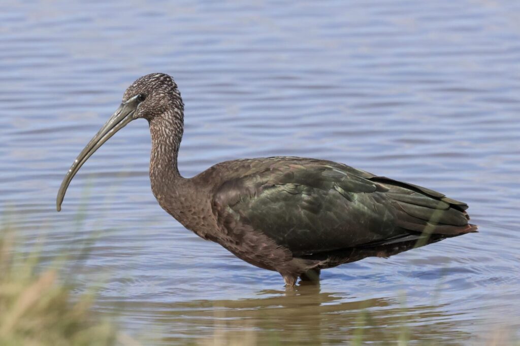 Glossy Ibis