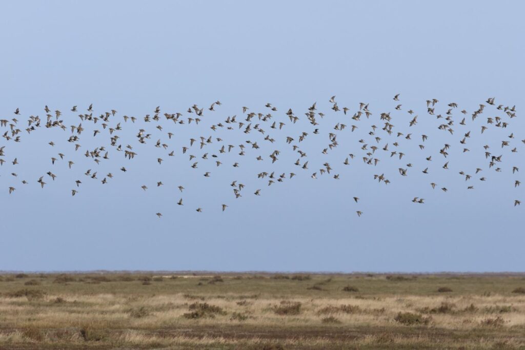 Golden Plover