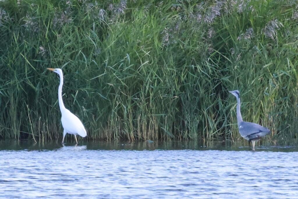 Great White Egret