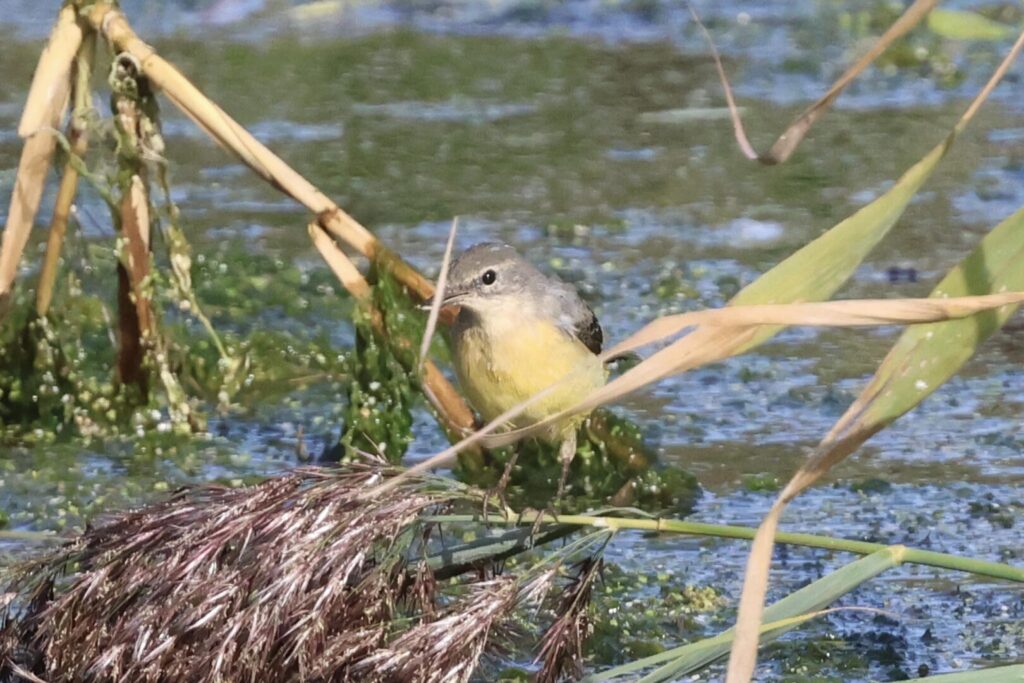 Grey Wagtail