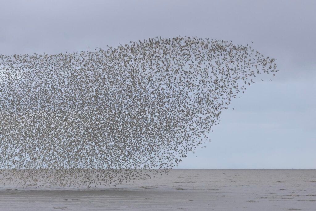 Knot