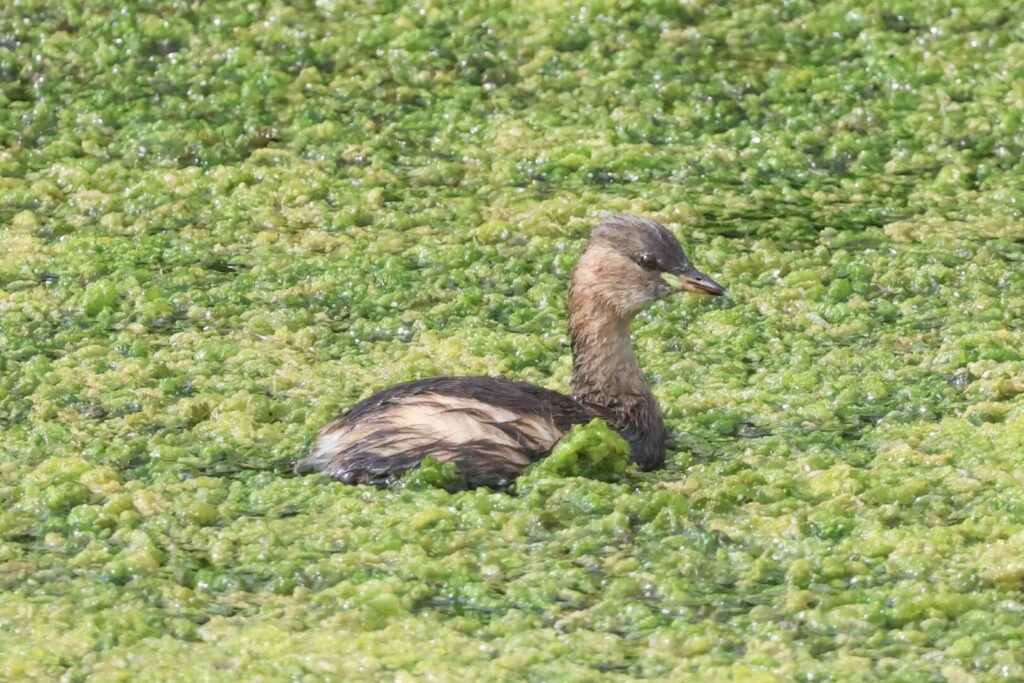 Little Grebe