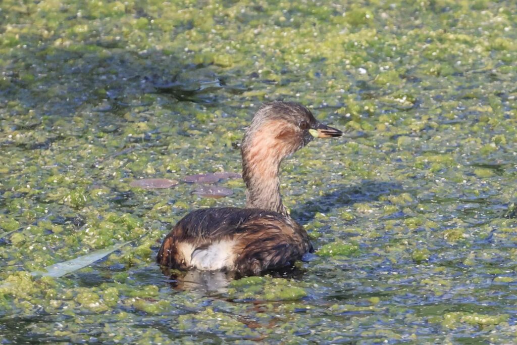 Little Grebe