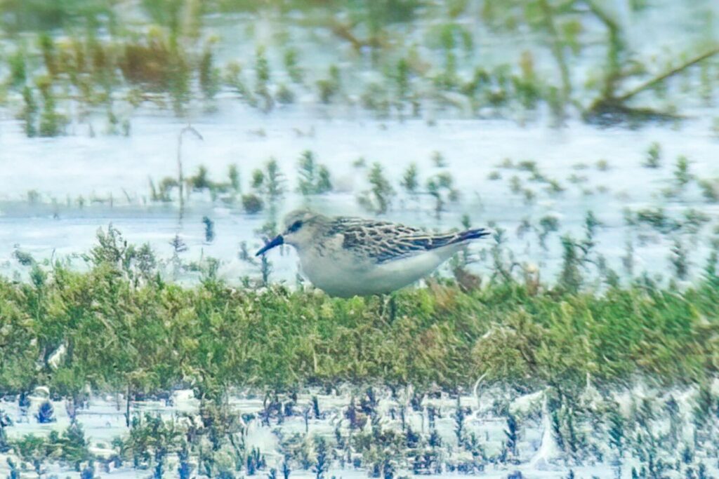 Little Stint
