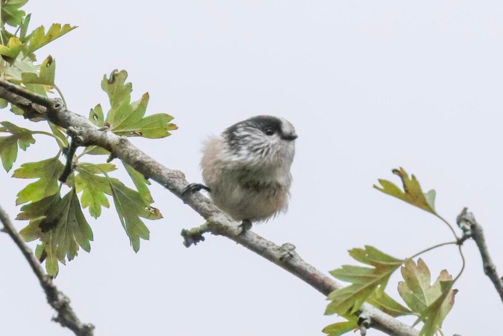 Long-tailed Tit