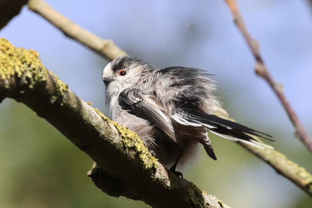 Long-tailed Tit