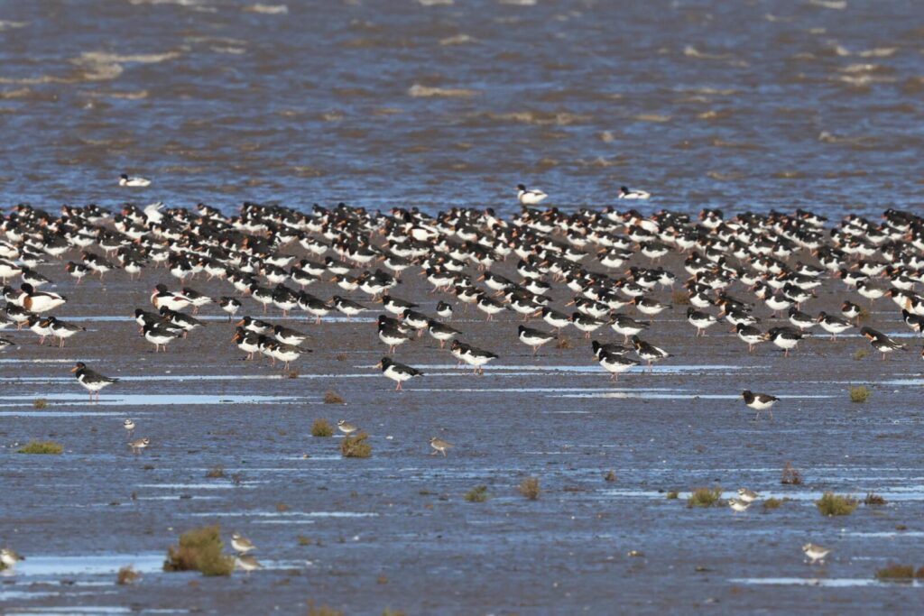 March of the Oystercatchers