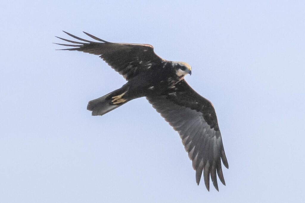 Marsh Harrier