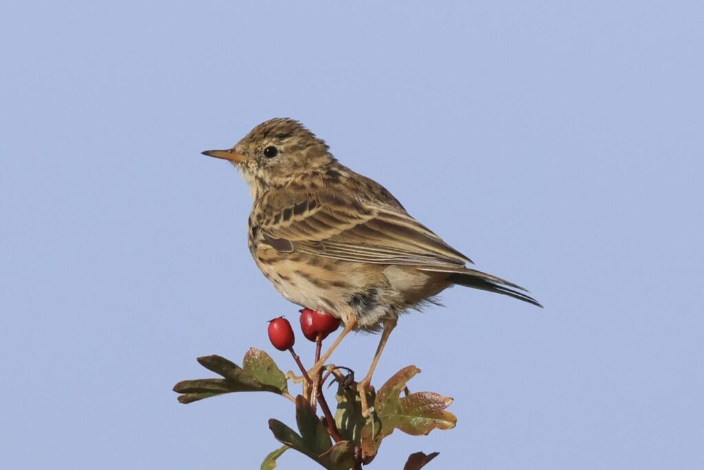 Meadow Pipit
