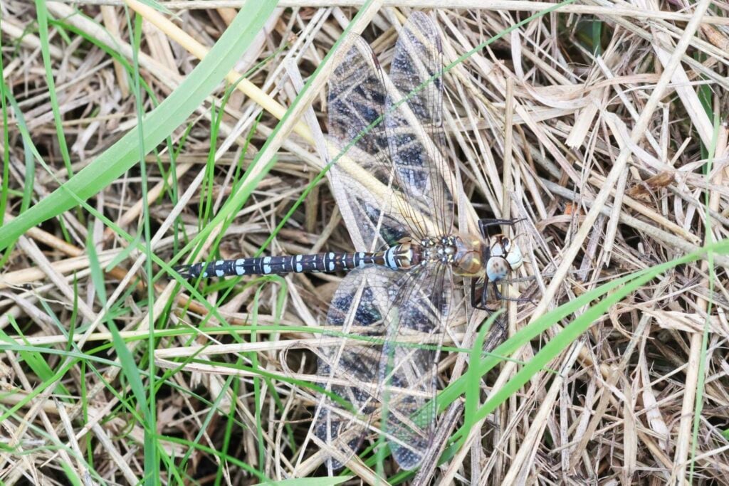Migrant Hawker