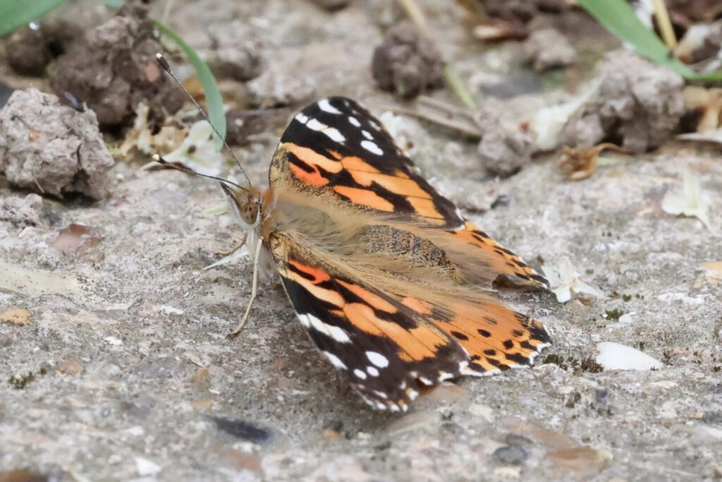 Painted Lady
