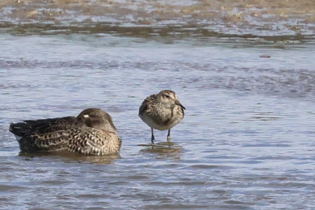 Pectoral Sandpiper