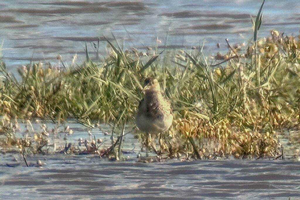 Pectoral Sandpiper