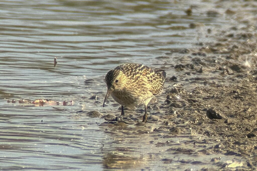 Pectoral Sandpiper