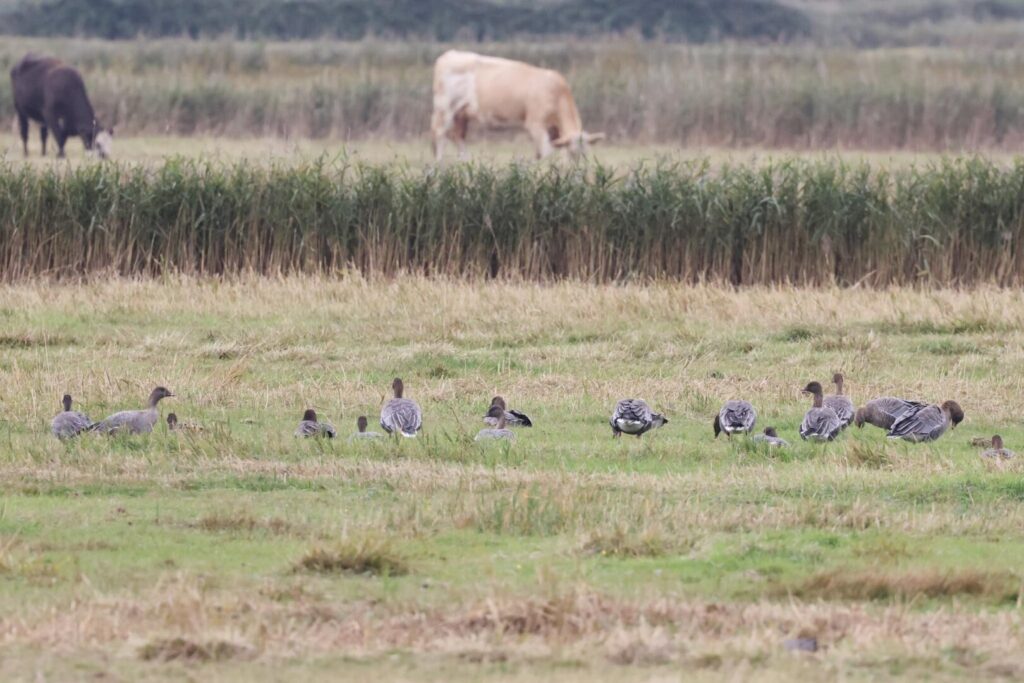 Pink-footed Geese