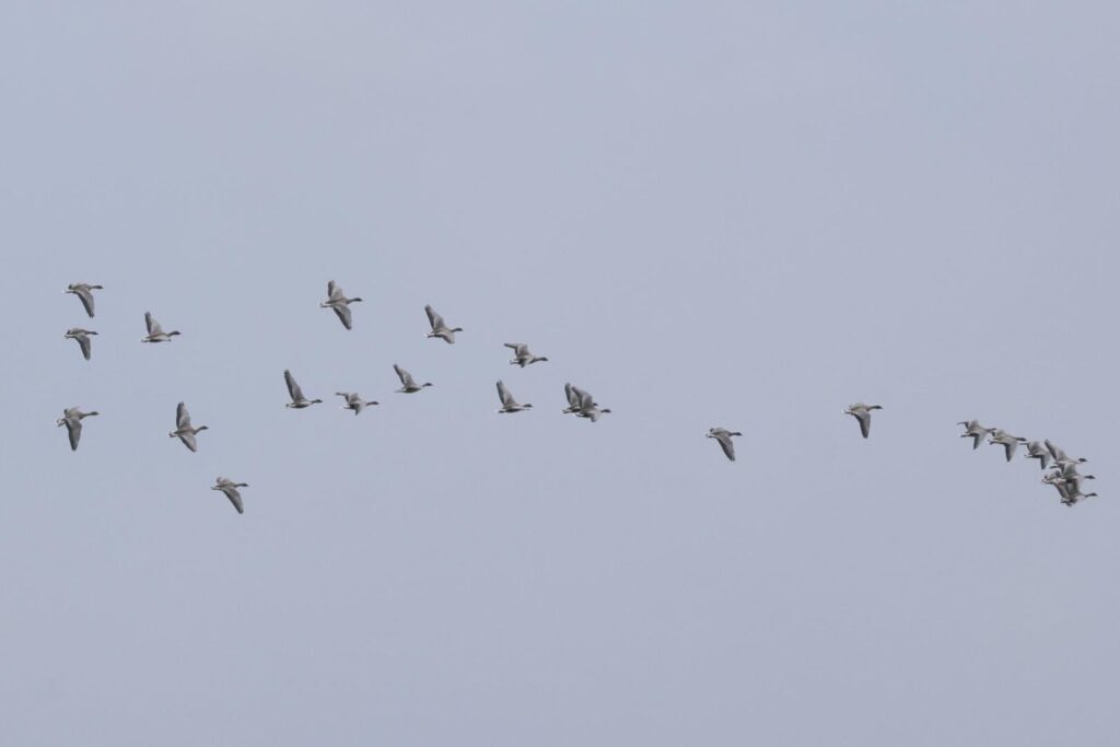 Pink-footed Geese