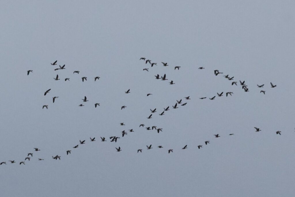 Pink-footed Geese