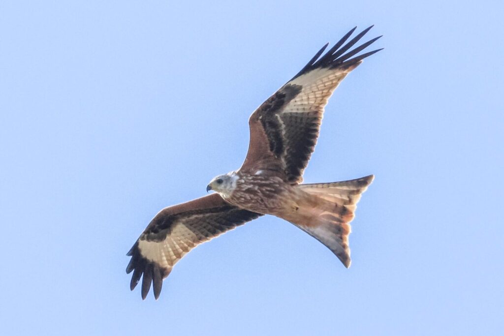 Red Kite