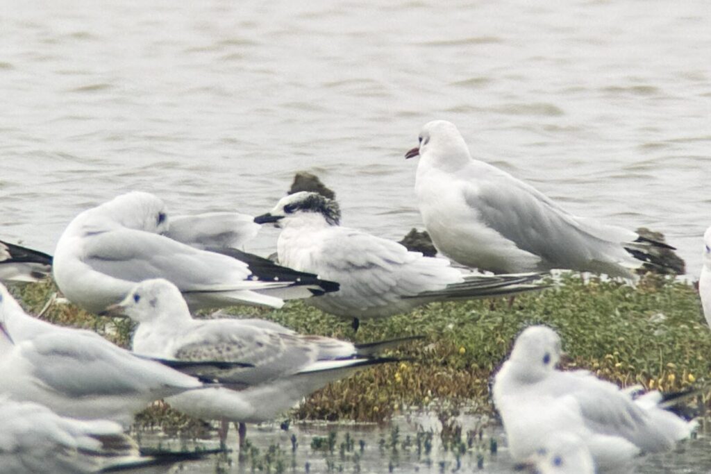 Sandwich Tern
