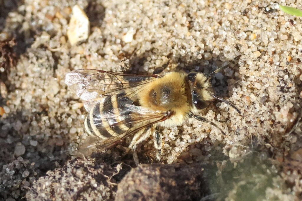 Sea Aster Bee