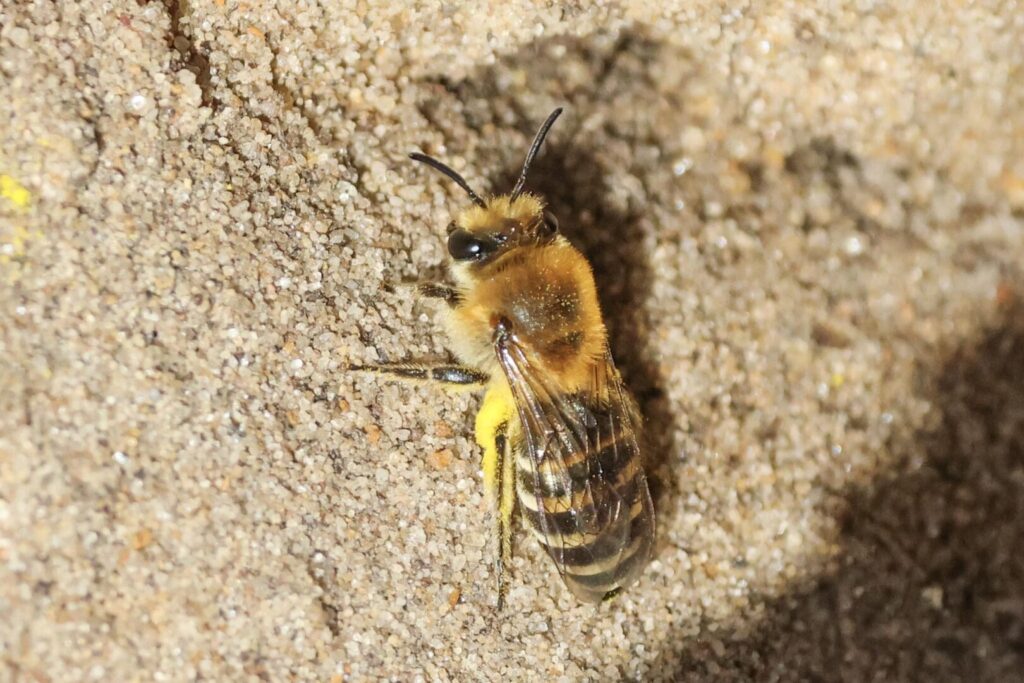 Sea Aster Bee