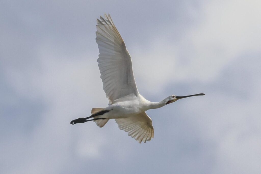 Spoonbill