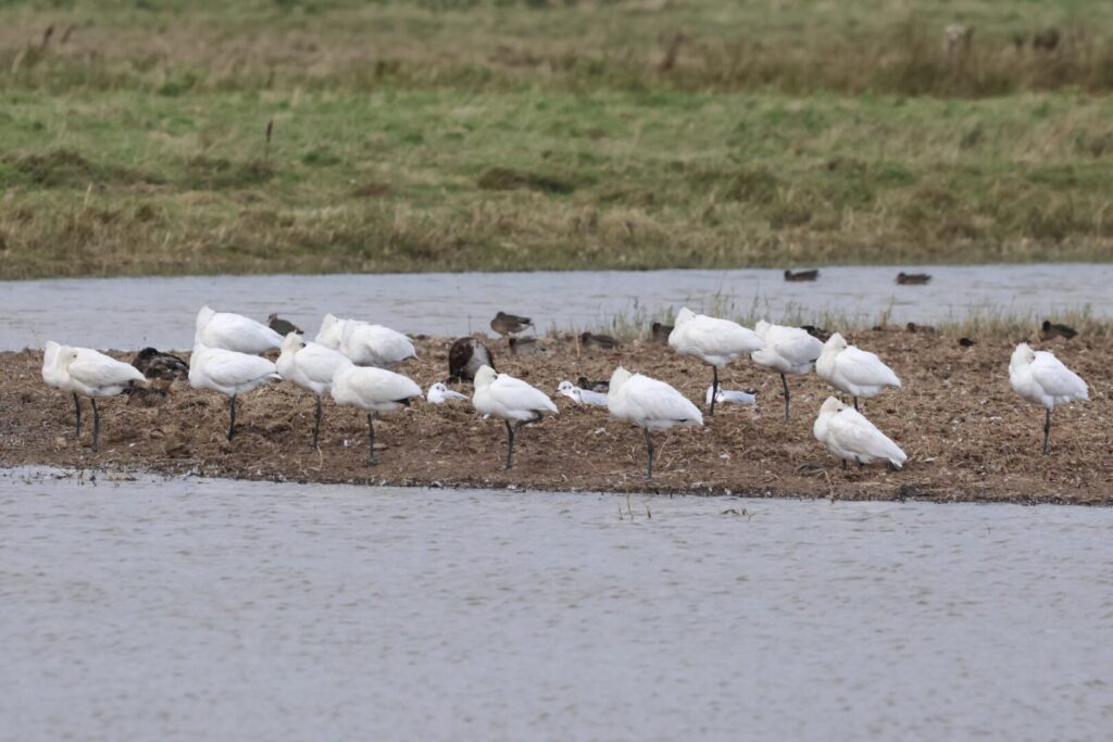 Spoonbills