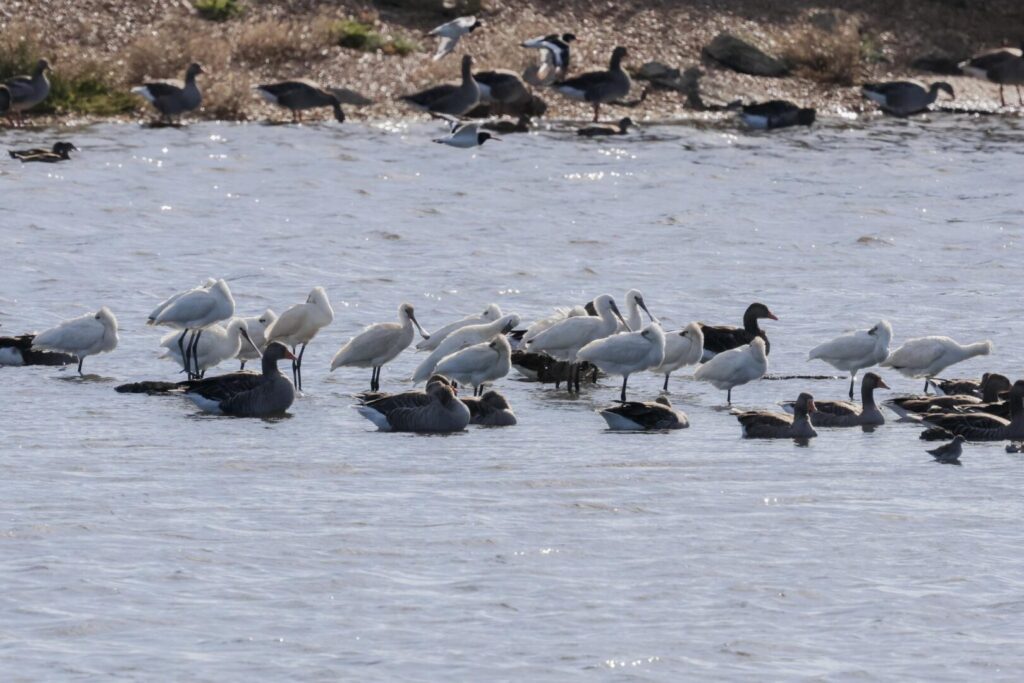 Spoonbills