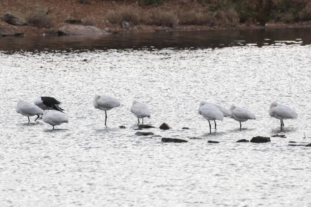 Spoonbills