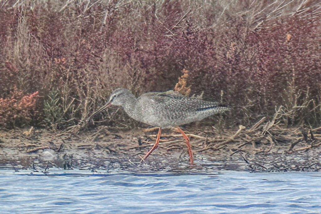Spotted Redshank