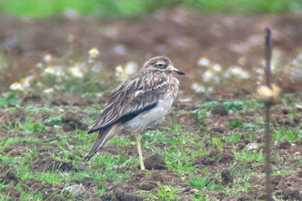 Stone Curlew
