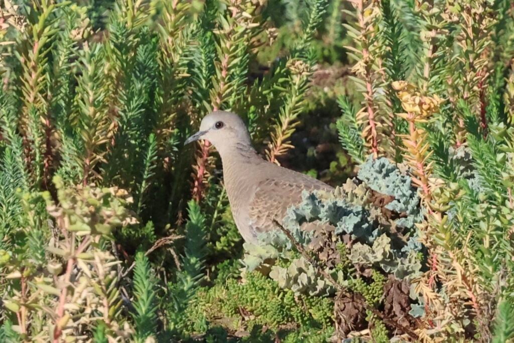 Turtle Dove