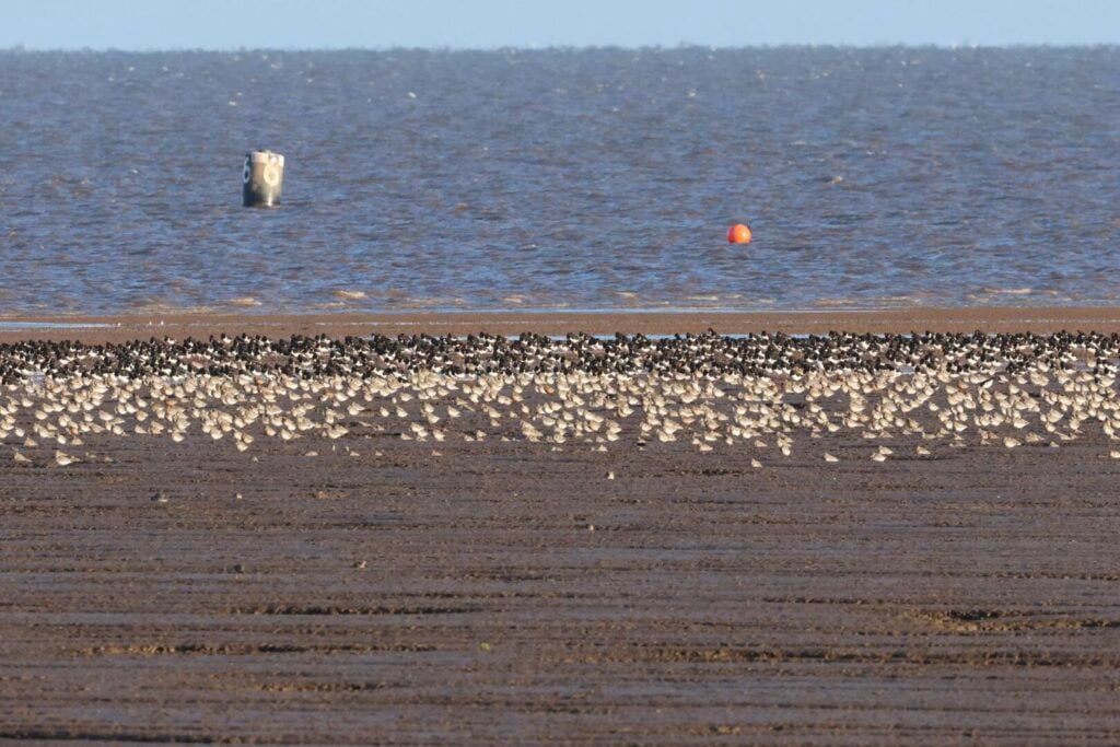 Bar-tailed Godwits & Oystercatchers