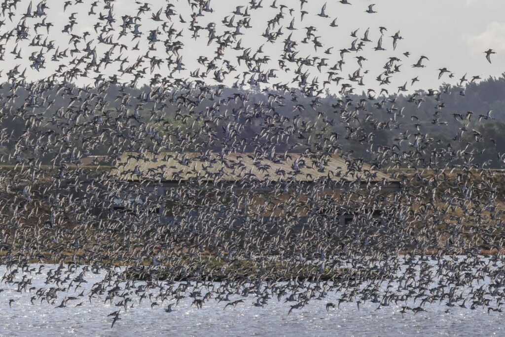 Waders