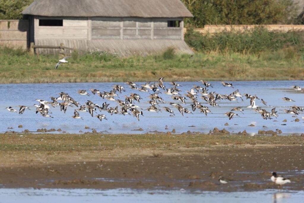 Black-tailed Godwits & Avocets