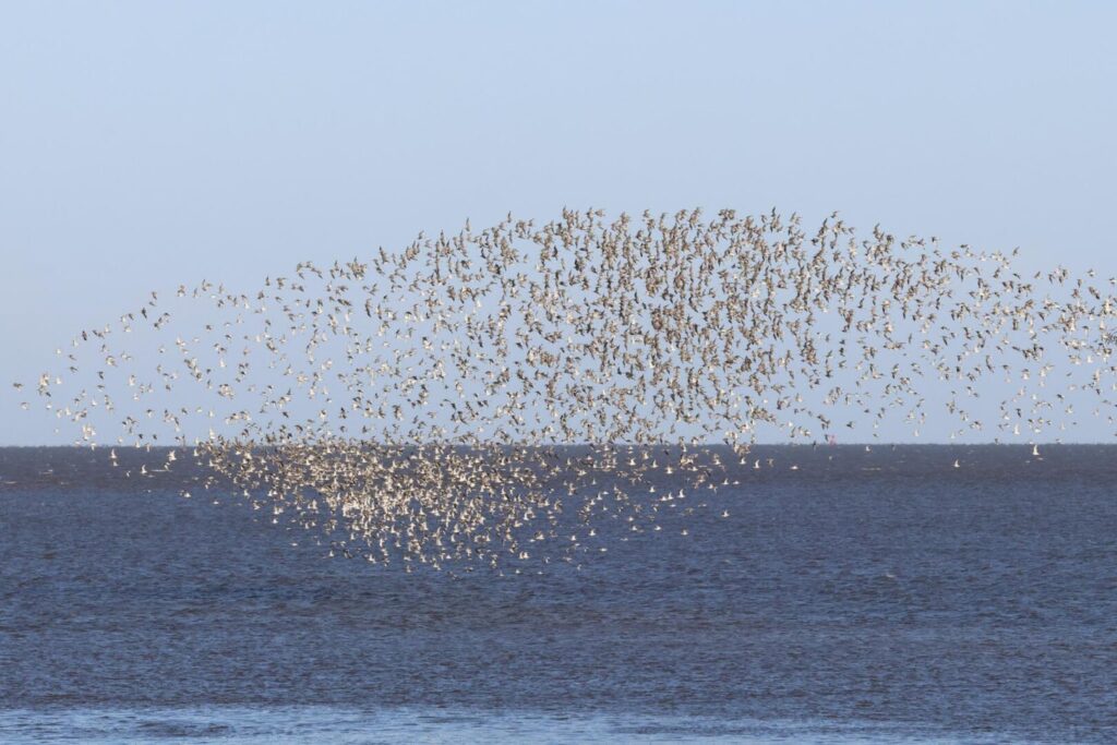 Bar-tailed Godwits
