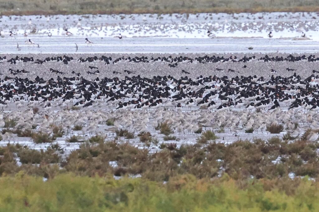 Waders