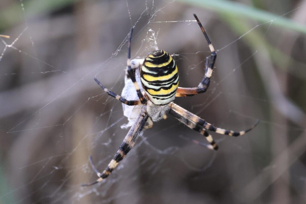 Wasp Spider