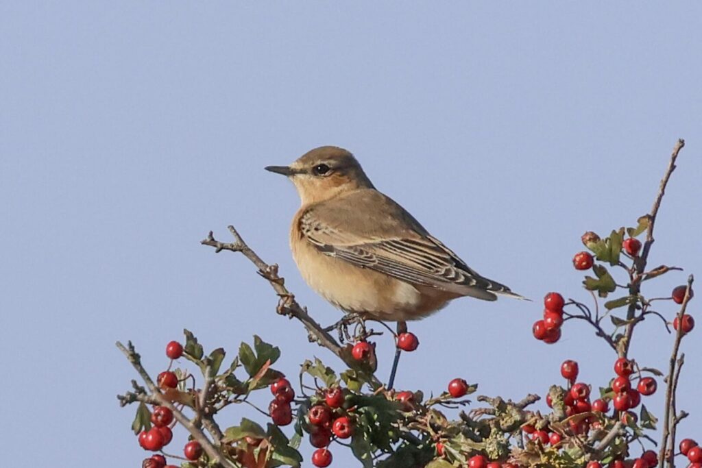 Wheatear
