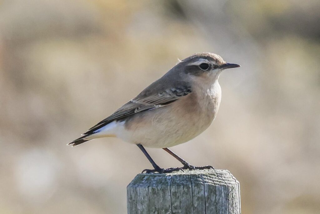 Wheatear