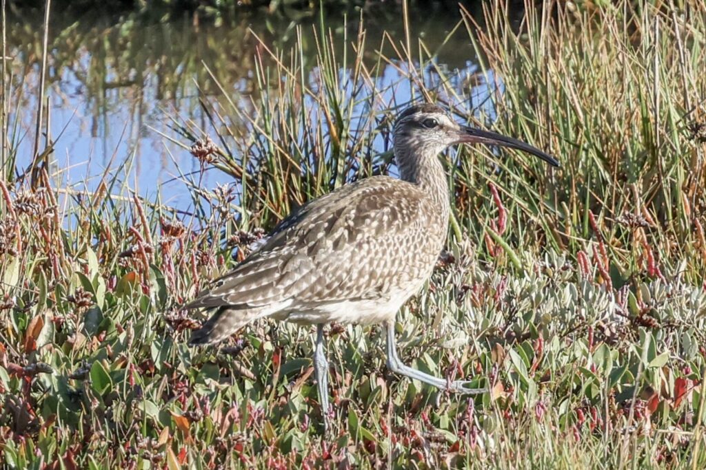 Whimbrel