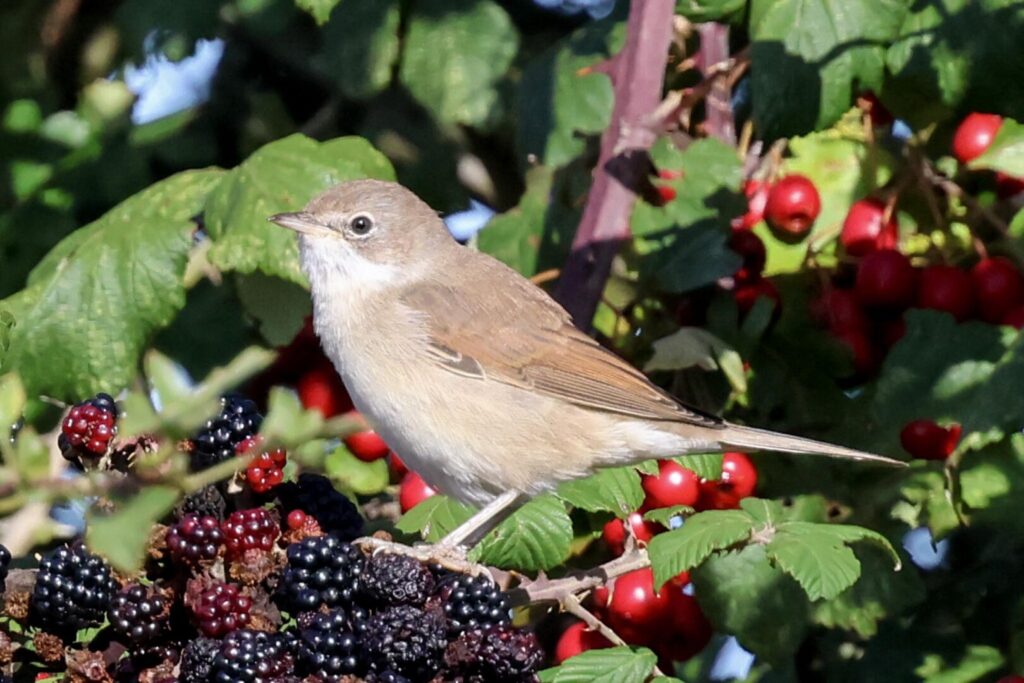Common Whitethroat