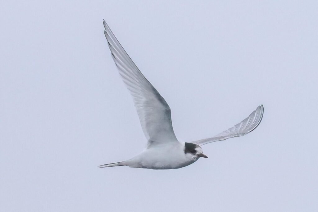 Arctic Tern