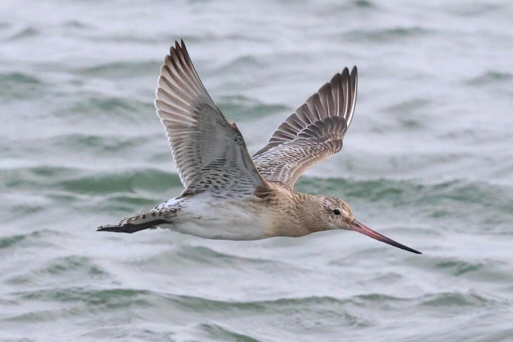 Bar-tailed Godwit
