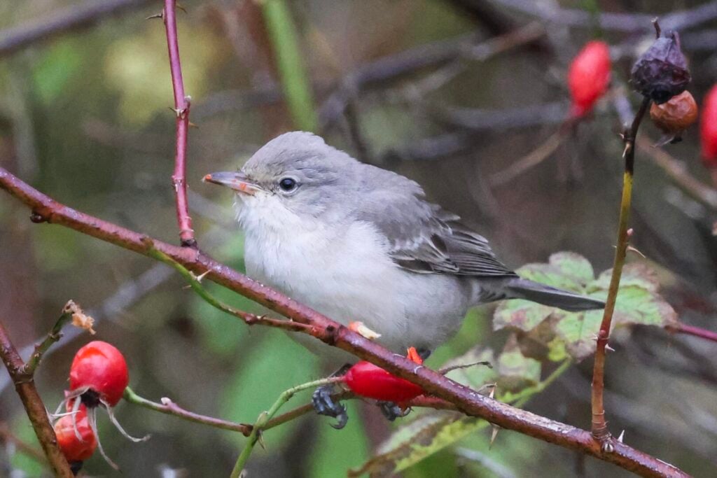 Barred Warbler