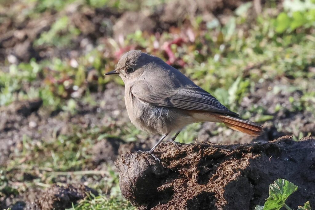 Black Redstart