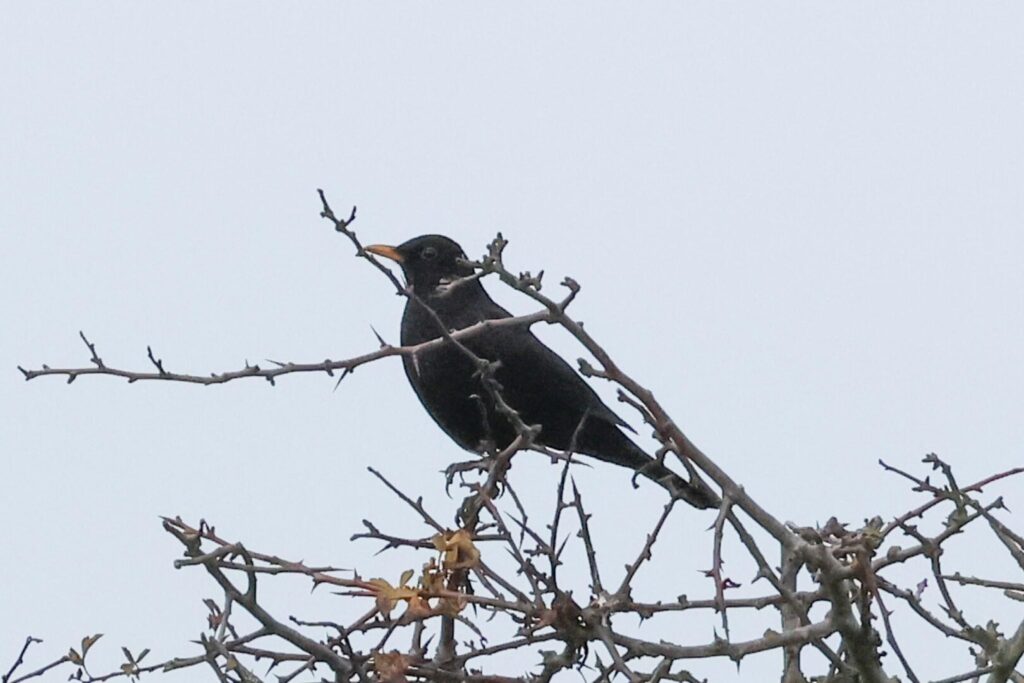 Blackbird