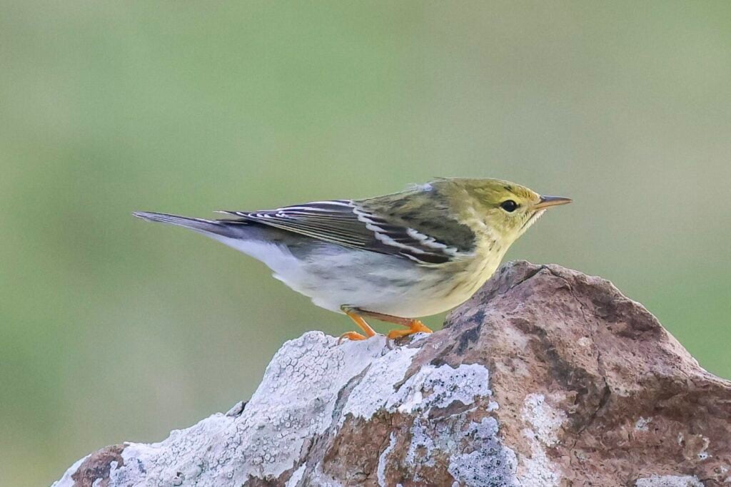 Blackpoll Warbler