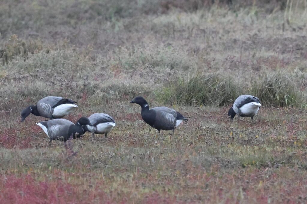 Brent Geese