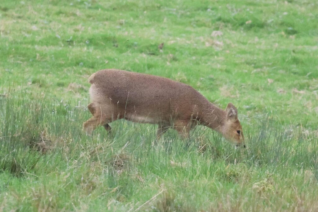 Chinese Water Deer